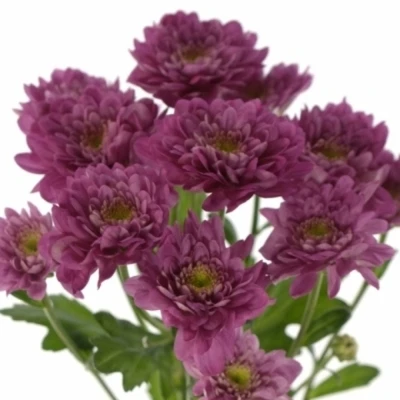 Chryzantéma T PODOLSK PURPLE 100 g