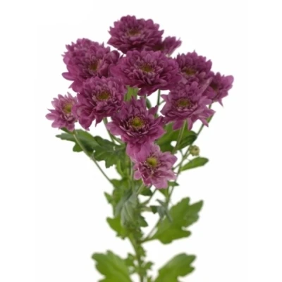 Chryzantéma T PODOLSK PURPLE