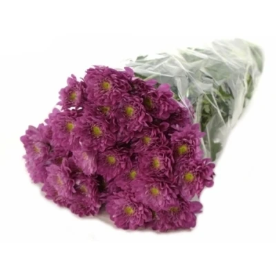 Chryzantéma T PODOLSK PURPLE