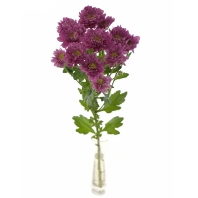 Chryzantéma T PODOLSK PURPLE