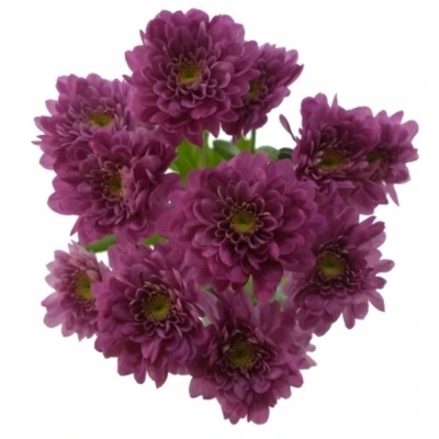 Chryzantéma T PODOLSK PURPLE