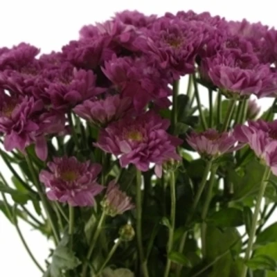 Chryzantéma T PODOLSK PURPLE