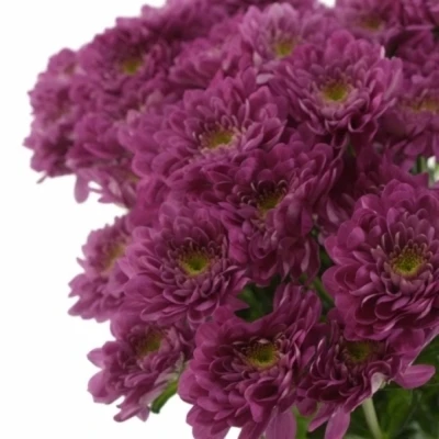 Chryzantéma T PODOLSK PURPLE