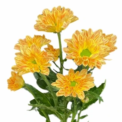 Chryzantéma T PRADA SWEET ORANGE 95g