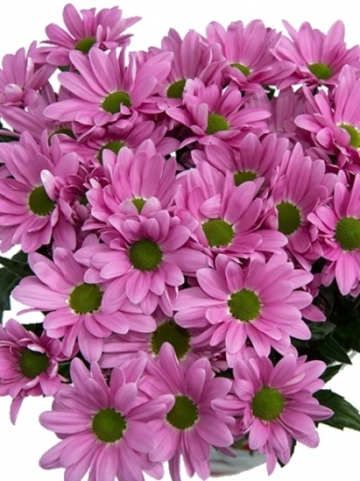 Chryzantéma T PRECIOUS