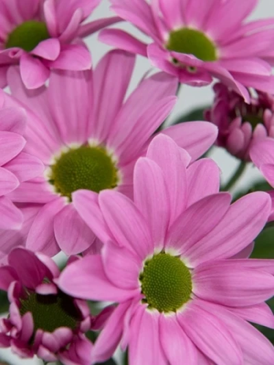 Chryzantéma T PRECIOUS