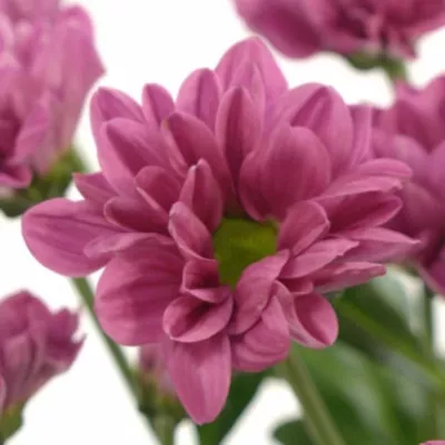 Chryzantéma T PRIUS SPLENDID 70g