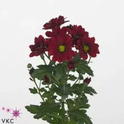 Chryzantéma T PROMINENT 65g