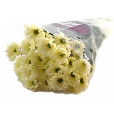 Chryzantema T PROSECCO