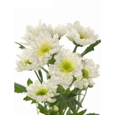 Chryzantéma T RADOST 55 g