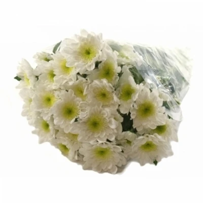 Chryzantema T RADOST