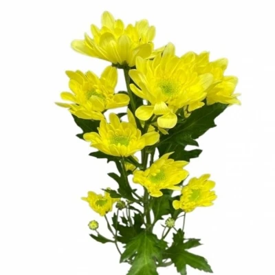 Chryzantéma T RADOST YELLOW