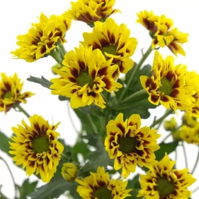 Chryzantéma T RAISA 70g