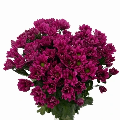 Chryzantéma T RANDALL