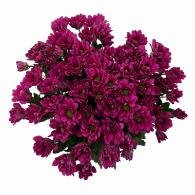 Chryzantéma T RANDALL