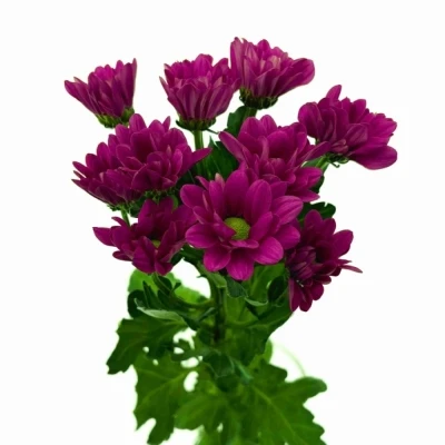 Chryzantéma T RANDALL 70 g