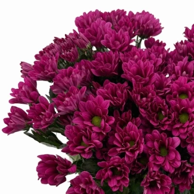 Chryzantéma T RANDALL