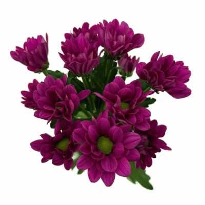 Chryzantéma T RANDALL