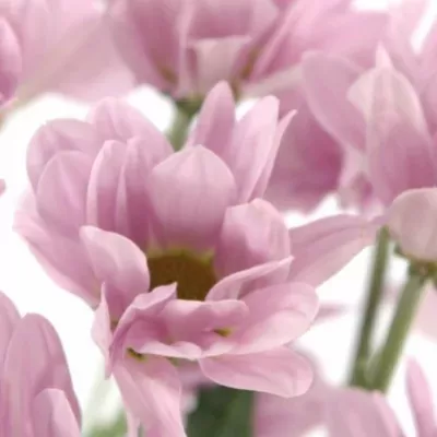 Chryzantéma T REAGAN 65g