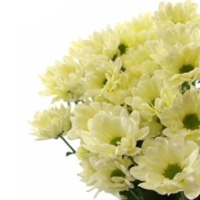 Chryzantéma T RESQ CREAM