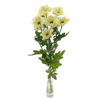 Chryzantéma T RESQ CREAM