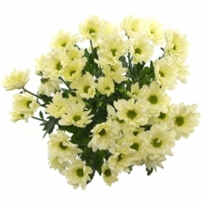 Chryzantéma T RESQ CREAM