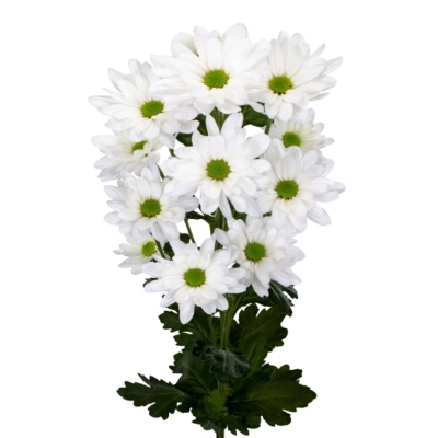 Chryzantéma T RESQ WHITE 100 g