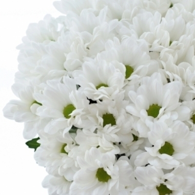 Chryzantéma T RESQ WHITE