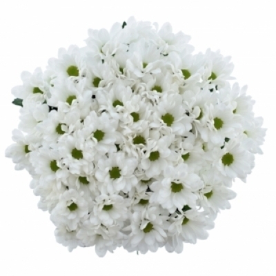 Chryzantéma T RESQ WHITE