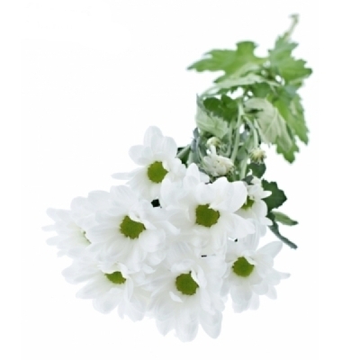 Chryzantéma T RESQ WHITE
