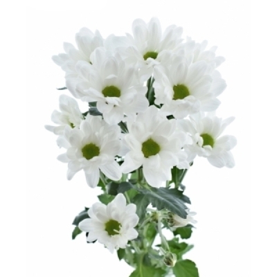 Chryzantéma T RESQ WHITE 100 g