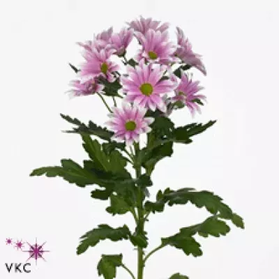 Chryzantéma T REYKJAVIK 80g