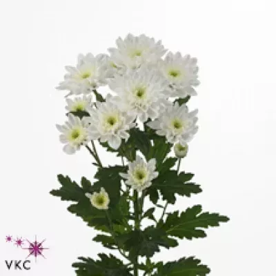 Chryzantéma T ROCCA 75g