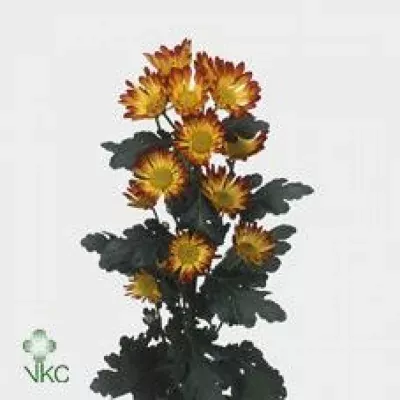 Chryzantéma T ROMA 85g