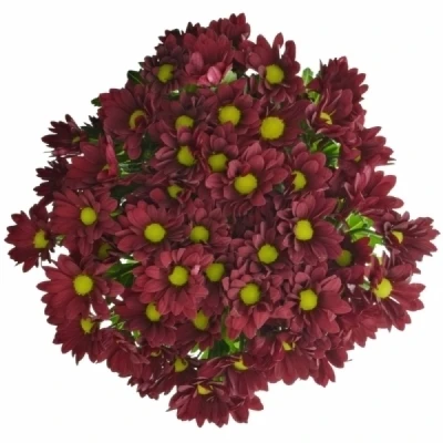 Chryzantéma T RUBY STAR