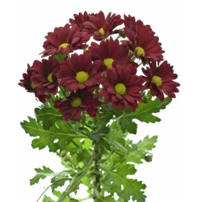 Chryzantéma T RUBY STAR 95 g