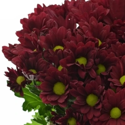 Chryzantéma T RUBY STAR