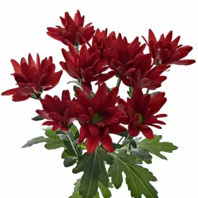 Chryzantéma T SAMBAL 80g