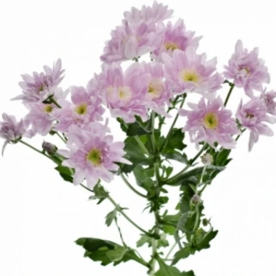 Chryzantéma T SERENITY SWEET 65g