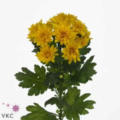 Chryzantéma T SONERO 65g