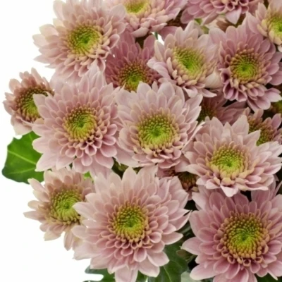 Chryzantema T SORBET BERRY