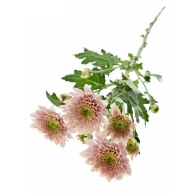 Chryzantema T SORBET BERRY