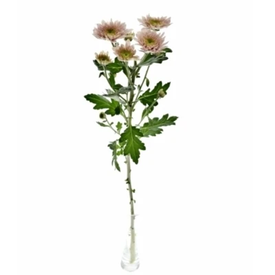 Chryzantema T SORBET BERRY