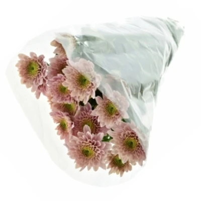 Chryzantema T SORBET BERRY