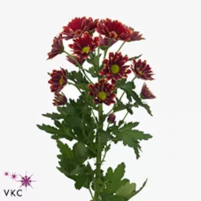 Chryzantéma T SOUNDTRACK 75g