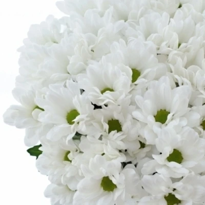 Chryzantéma T SPARTAK