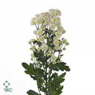 Chryzantéma T STALLION 65g