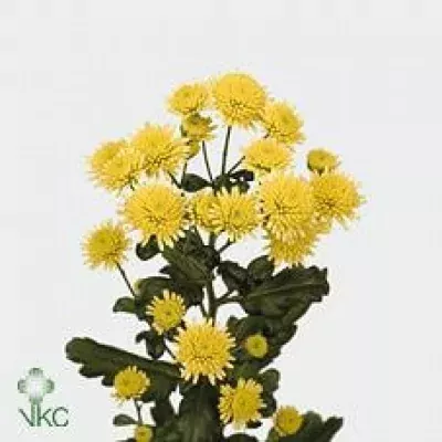 Chryzantéma T STALLION YELLOW 50g
