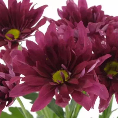 Chryzantéma T STELLINI VELVET 70g