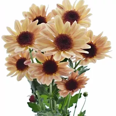 Chryzantéma T STRESA SALMON 85g